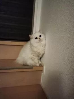 A.I 様のお迎えした子猫