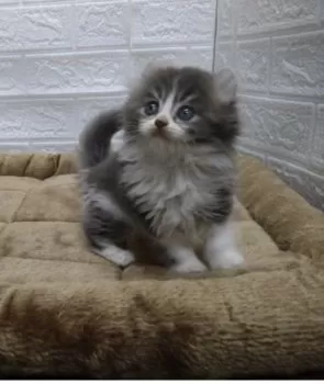 まつだ 様のお迎えした子猫