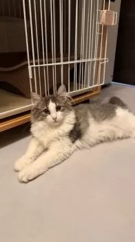 K.K 様のお迎えした子猫