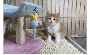 kumilk 様のお迎えした子猫