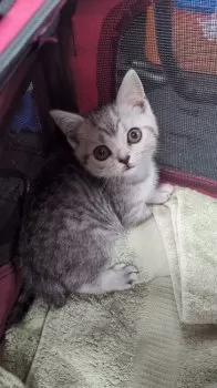 夢太郎 様のお迎えした子猫