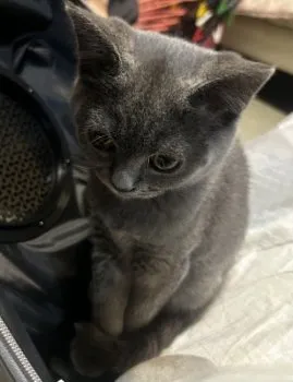 S.Ｉ 様のお迎えした子猫