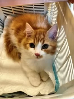 KM 様のお迎えした子猫