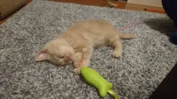 ともさや 様のお迎えした子猫