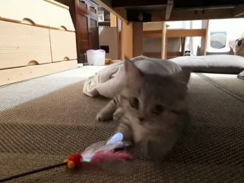 ヨモギパパ 様のお迎えした子猫