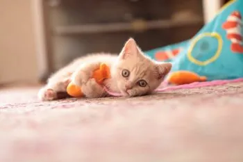 ふーち 様のお迎えした子猫