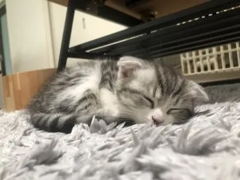 A.S 様のお迎えした子猫