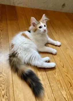 M.U 様のお迎えした子猫