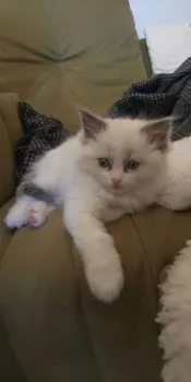 グレニャンコ 様のお迎えした子猫