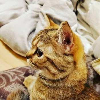 sorakai 様のお迎えした子猫