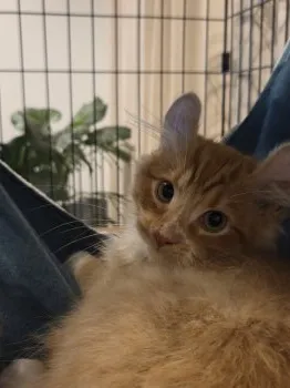 M.T 様のお迎えした子猫
