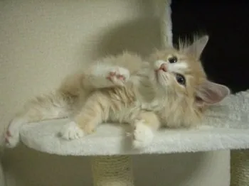 北海道　成田 様のお迎えした子猫