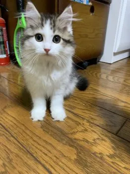 ポポちゃん 様のお迎えした子猫