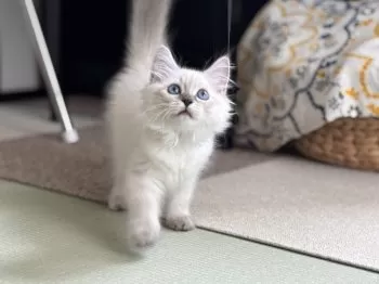 K.Ｉ 様のお迎えした子猫