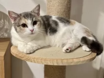 うに 様のお迎えした子猫