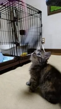 とっきー 様のお迎えした子猫