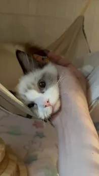 A.S 様のお迎えした子猫