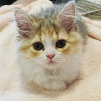 だかひ 様のお迎えした子猫