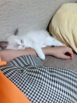 ユウキ 様のお迎えした子猫