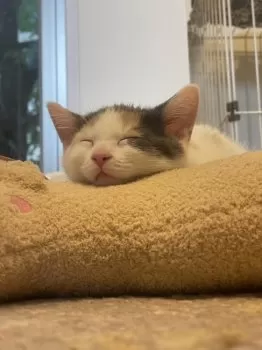 A.I 様のお迎えした子猫