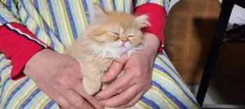 Y.K 様のお迎えした子猫