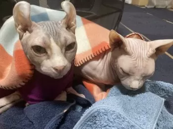 ゆん 様のお迎えした子猫