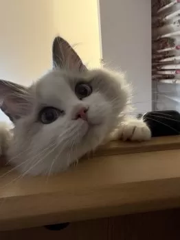 キルア 様のお迎えした子猫