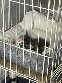 S.F 様のお迎えした子猫