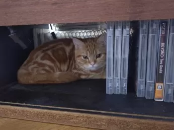 M.O 様のお迎えした子猫