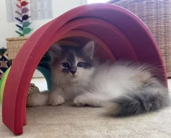 M.Y 様のお迎えした子猫