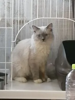 おかちゃん 様のお迎えした子猫