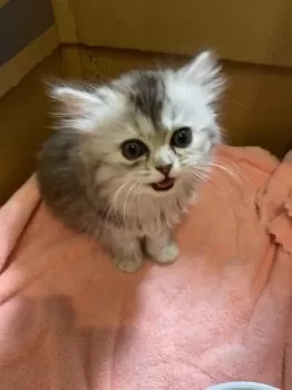 H.T 様のお迎えした子猫