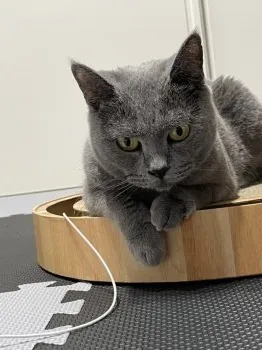 M.A 様のお迎えした子猫