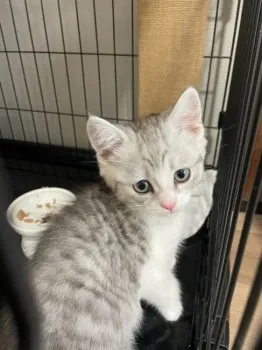 ぶ 様のお迎えした子猫