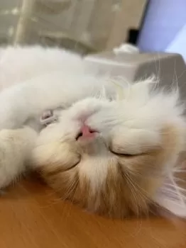 M.O 様のお迎えした子猫