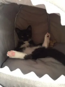 Bota 様のお迎えした子猫