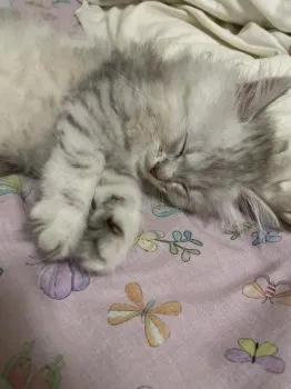 mi 様のお迎えした子猫