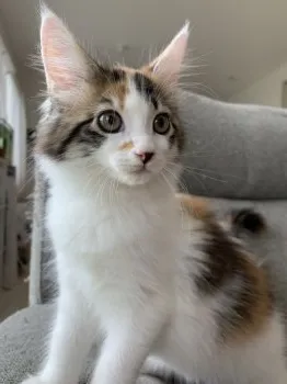 H.N 様のお迎えした子猫