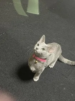 C.H 様のお迎えした子猫