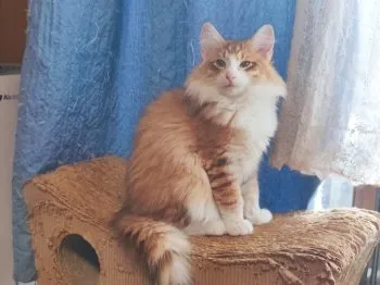 M.T 様のお迎えした子猫