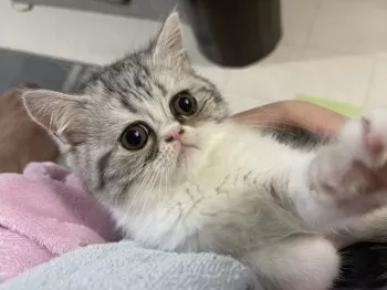 ゆち 様のお迎えした子猫