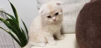 kei 様のお迎えした子猫