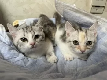 suzumoku 様のお迎えした子猫