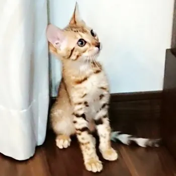 ritaママ 様のお迎えした子猫