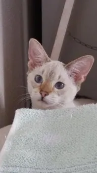 タル君ママ 様のお迎えした子猫