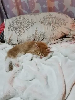 ぽよん 様のお迎えした子猫