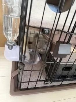 R.K 様のお迎えした子猫