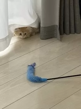M.Ｉ 様のお迎えした子猫