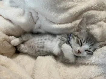 marasuka 様のお迎えした子猫