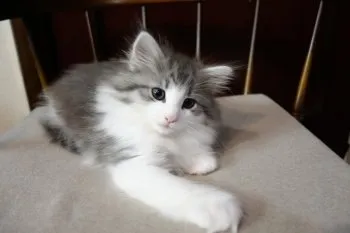 梅ちゃん 様のお迎えした子猫